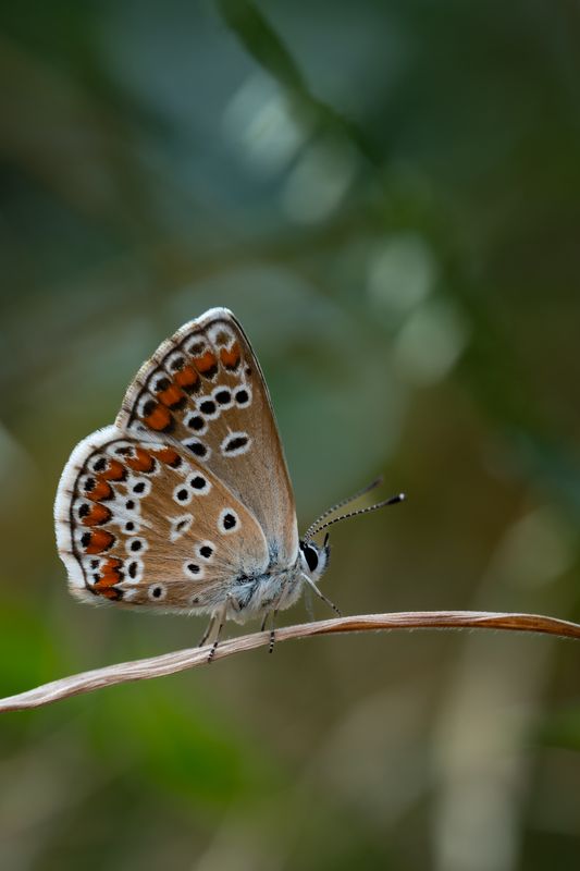 На сухой веточкеphoto preview
