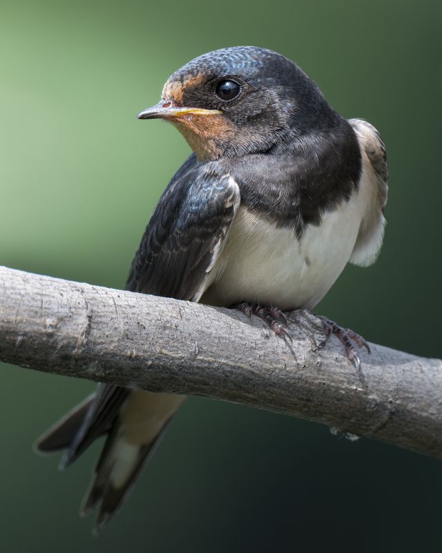 Деревенская ласточка (Hirundo rustica) photo preview
