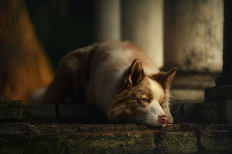 Грустьphoto preview