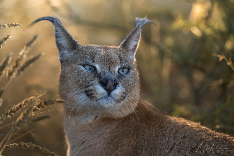 caracal, african lynx, worldphototravels, mike reyfman, wildlife photography, nature photography, photo workshop, safari, каракал, африканская рысь, майк рейфман, фотосъемка дикой природы, фотомастерская, сафари Caracal - African Lynxphoto preview