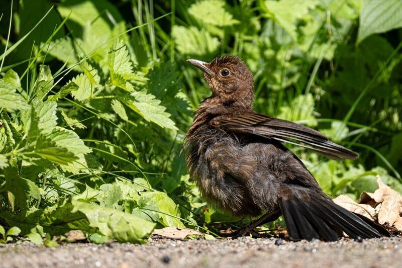 дрозд, черный дрозд, птенец, птицы, солнцевание Солнцевание дрозденкаphoto preview