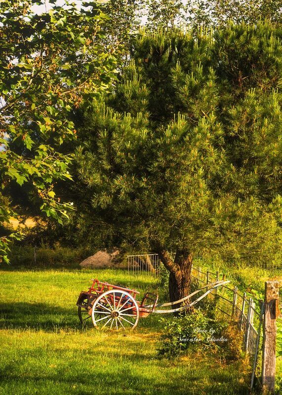 А лошадка пошла спать...photo preview