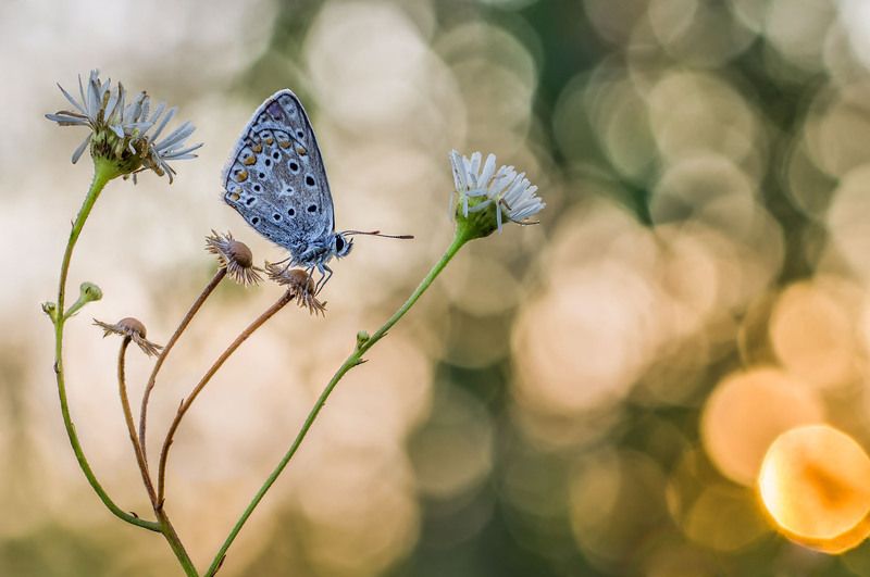 Голубянка и рассветphoto preview
