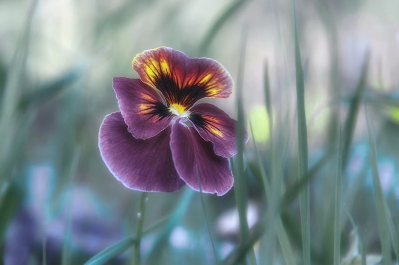 цветок, анютины глазки, фиалка трехцветная, viola tricolor Летний этюдphoto preview