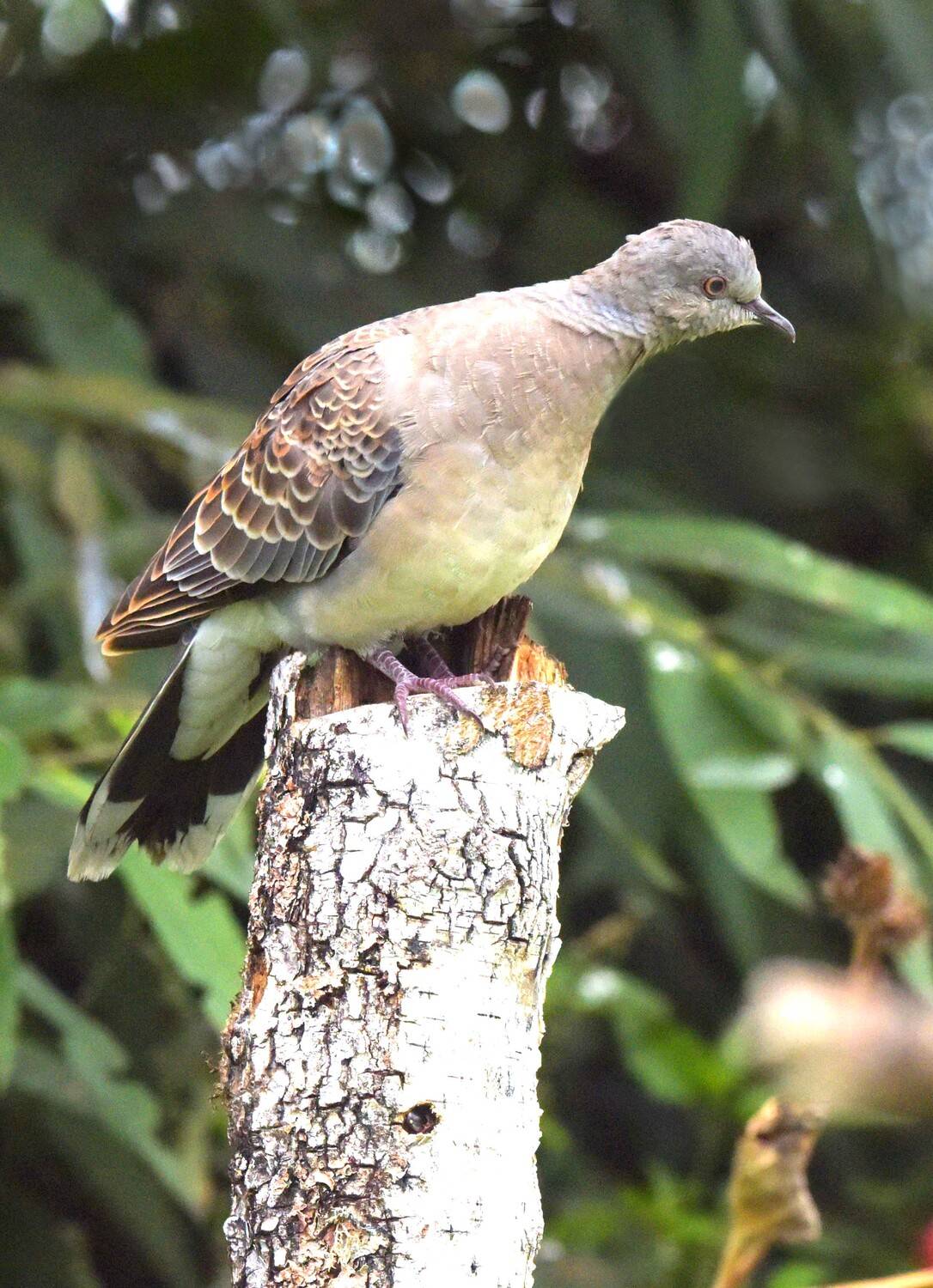 , Белоусов Михаил