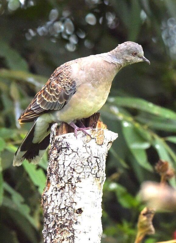 Нежданная гостьяphoto preview