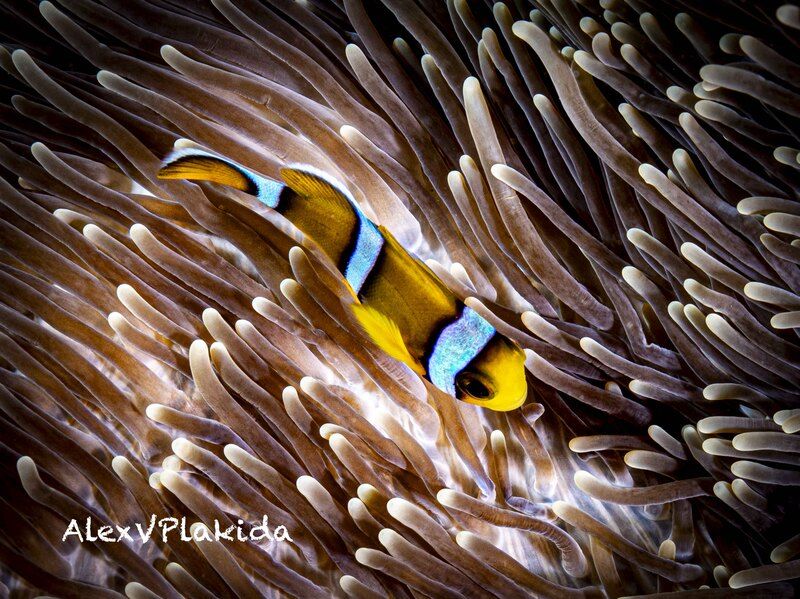 Surfing the anemonephoto preview