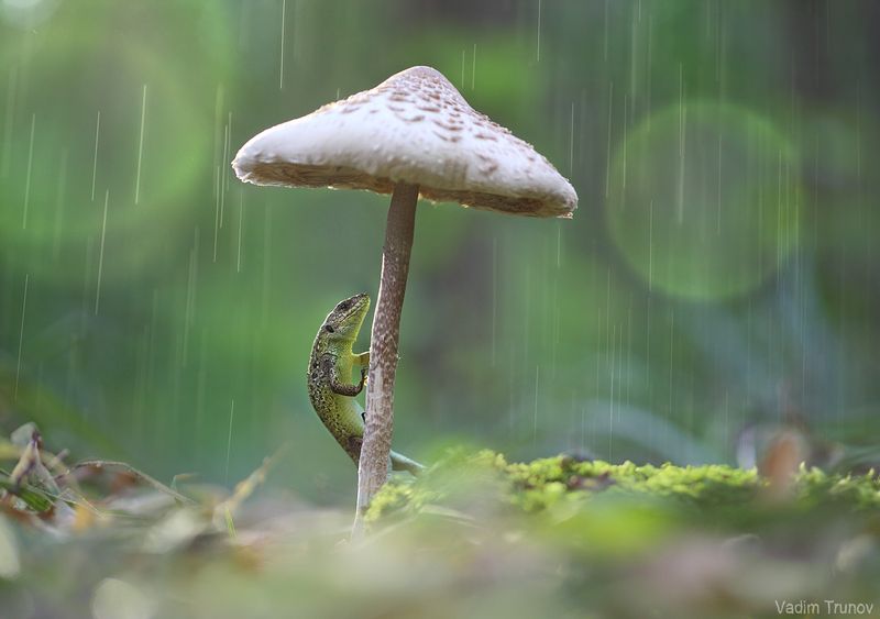 ящерица, lizard, гриб Под зонтиком фото превью