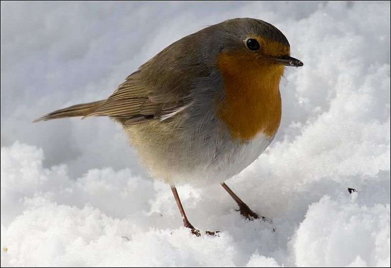 москва, парк, птица Зорянка на снегуphoto preview