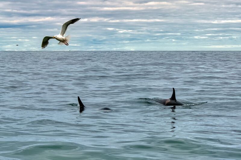 Пора валитьphoto preview