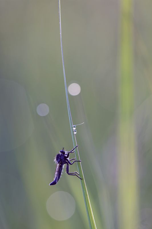 Хищна мухаphoto preview