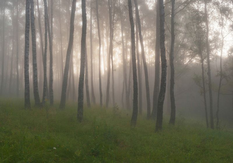 лес, рассвет photo preview