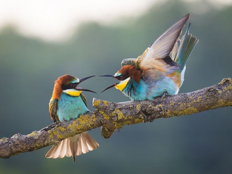 щурка, щурка золотистая, merops, merops apiaster, птицы Поединок фото превью