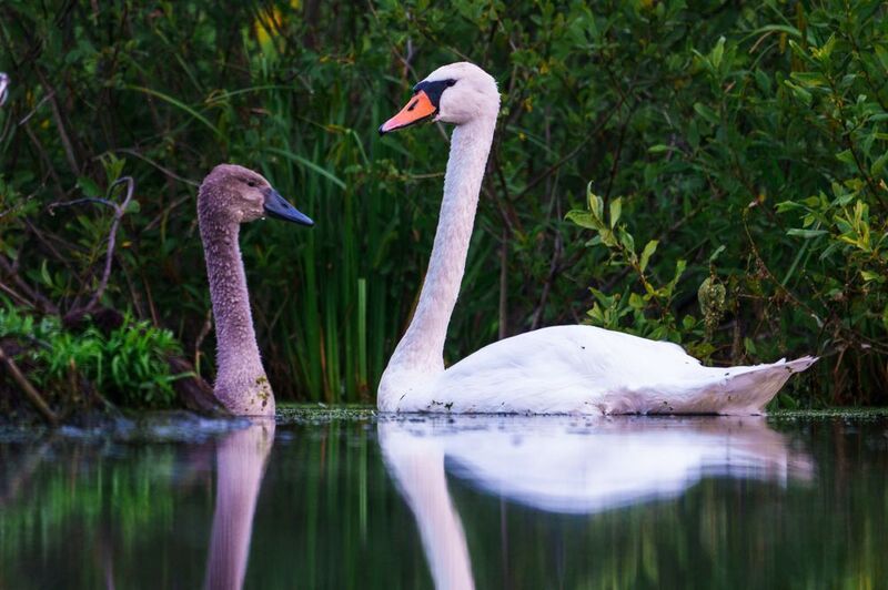 Лебеди Кроха сынphoto preview