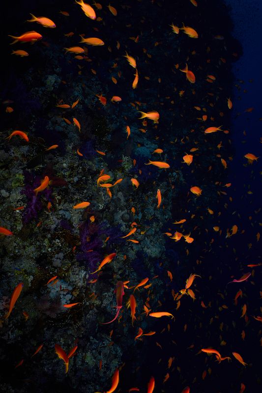 Язычки пламениphoto preview