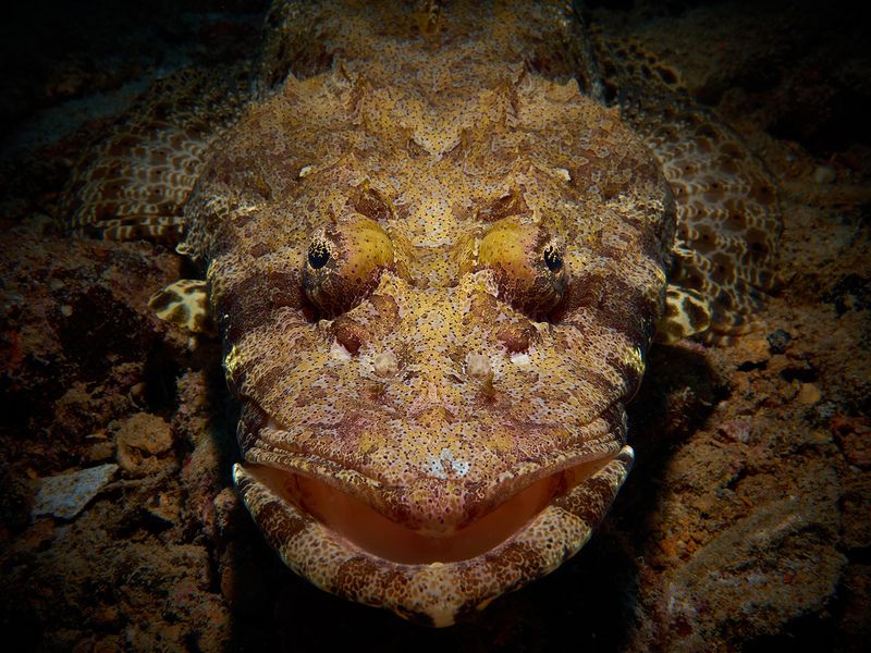 Crocodile / Крокодилphoto preview