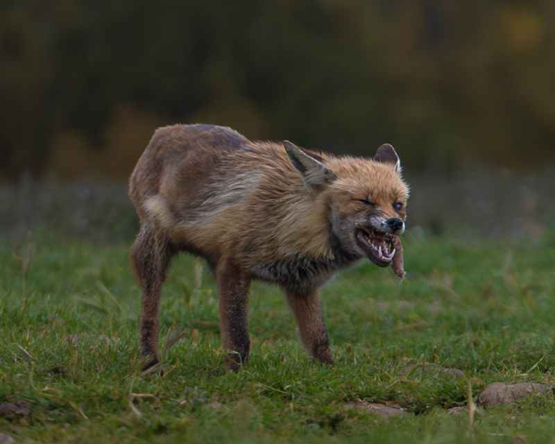 fox, predators, wild, animals, рыжая, обыкновенная, лиса, хищники, дикие, животные Жизнь была не легка...photo preview