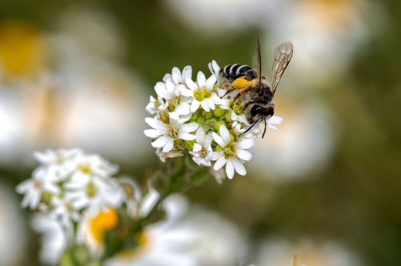 Пчелаphoto preview