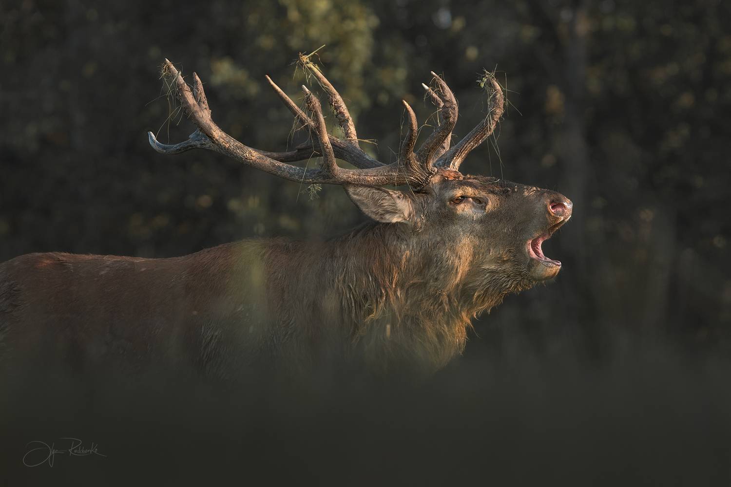 Зов. Автор: Рудченко Ольга олень, беларусь, гон, deer, rut, осенний гон, красный бор, олени, осень, рассвет, red deer, беларусь, красный бор, Рудченко Ольга