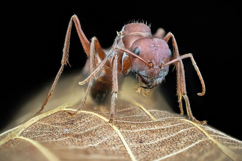ceclii, macro  фото превью