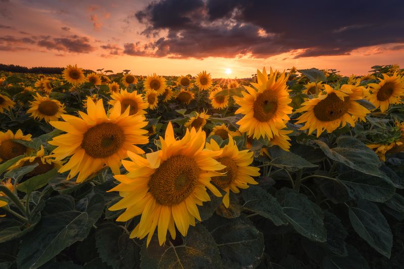 Sunflowersphoto preview