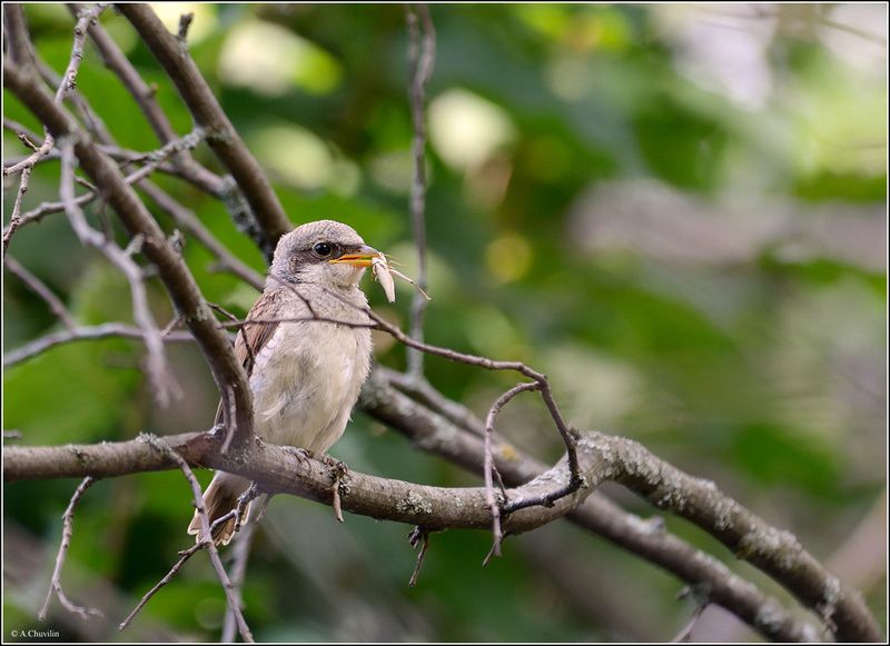 птенец,сорокопут,жулан,папа,угостил Папа угостил ) фото превью