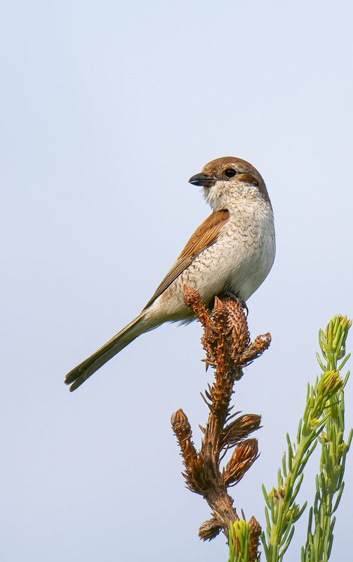 Ажурные жуланчики :)photo preview