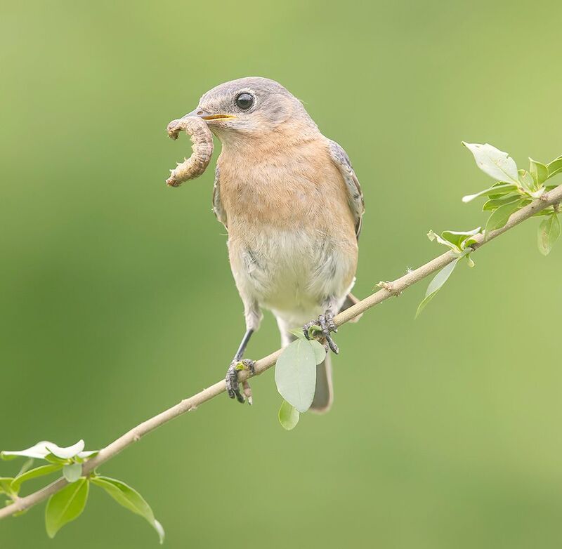 восточная сиалия, eastern bluebird, bluebird Female. Eastern Bluebird - Восточная сиалияphoto preview