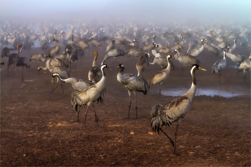 Туман...)photo preview