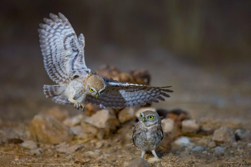 Little owls  фото превью