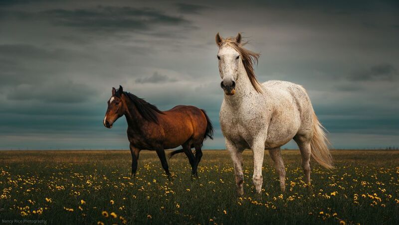 texas, horse, horses, outdoors, nature, usa, plains, flowers, storm, clouds Windsweptphoto preview