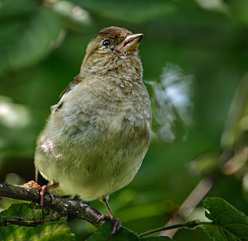 Молодой зябликphoto preview