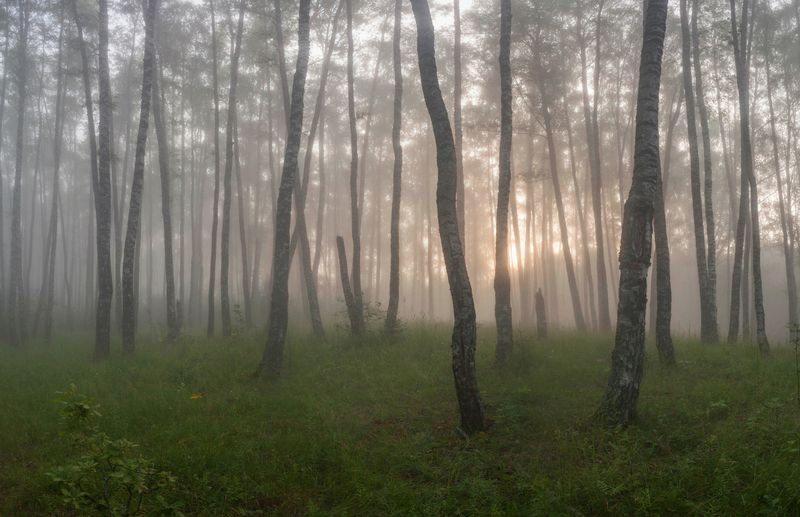 лес, туман , рассвет photo preview