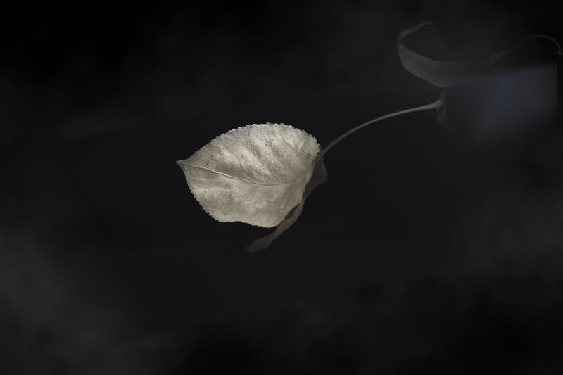 Листок засохший безуханный фото превью