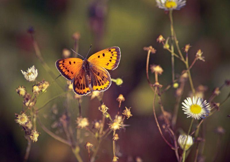 Червонецphoto preview