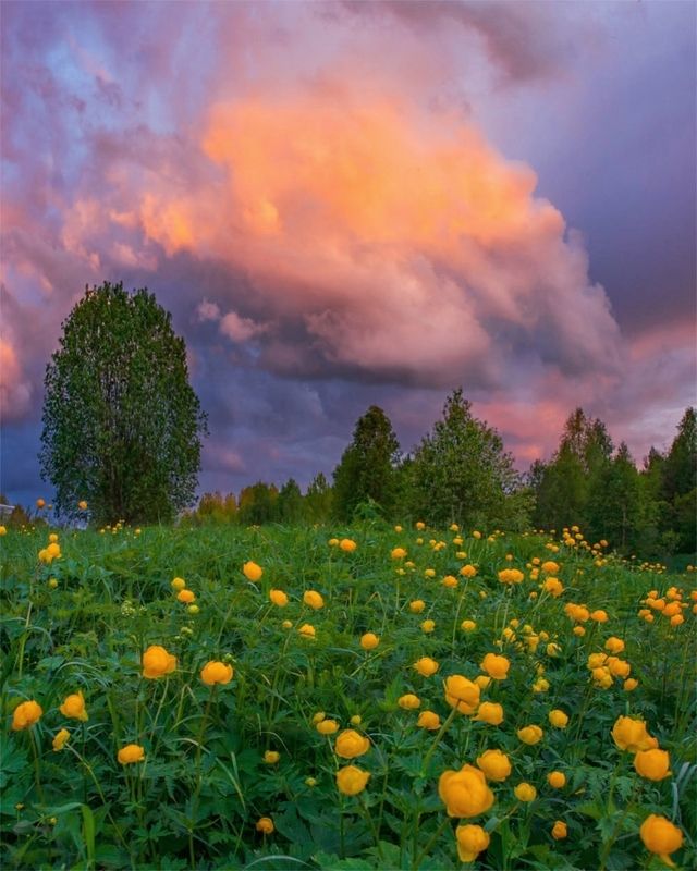 Купальницы и облакоphoto preview