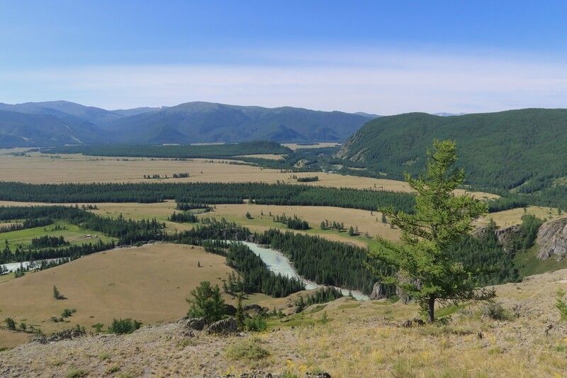 природа,алтай,степь самаха,лиственница Степь Самахаphoto preview