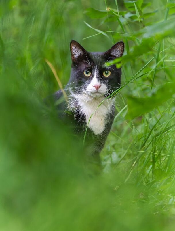 Привет, прохожийphoto preview