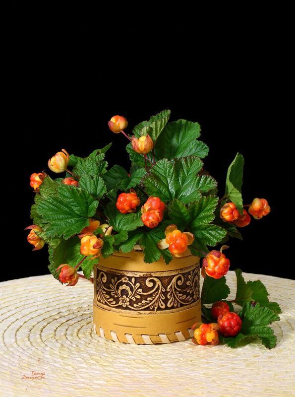 морошка, букет, туесок, черный фон Время морошкиphoto preview