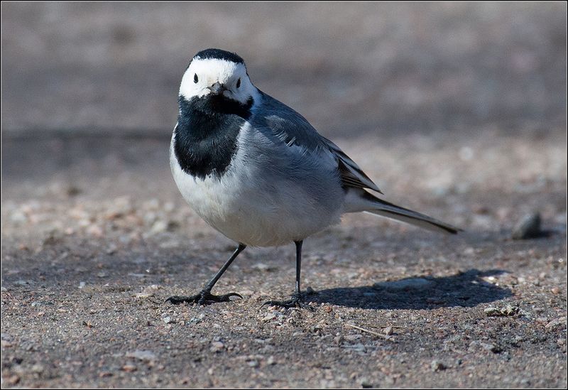 москва, парк, трясогузка, птица *****photo preview