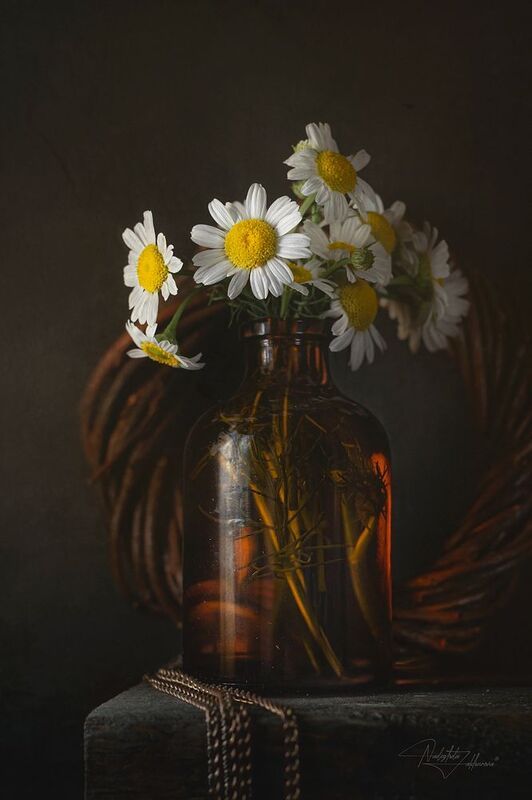 натюрморт, ромашки, цветы, натюрморт с ромашками, аптечная ромашка, лето2025, лето Лечебный***photo preview