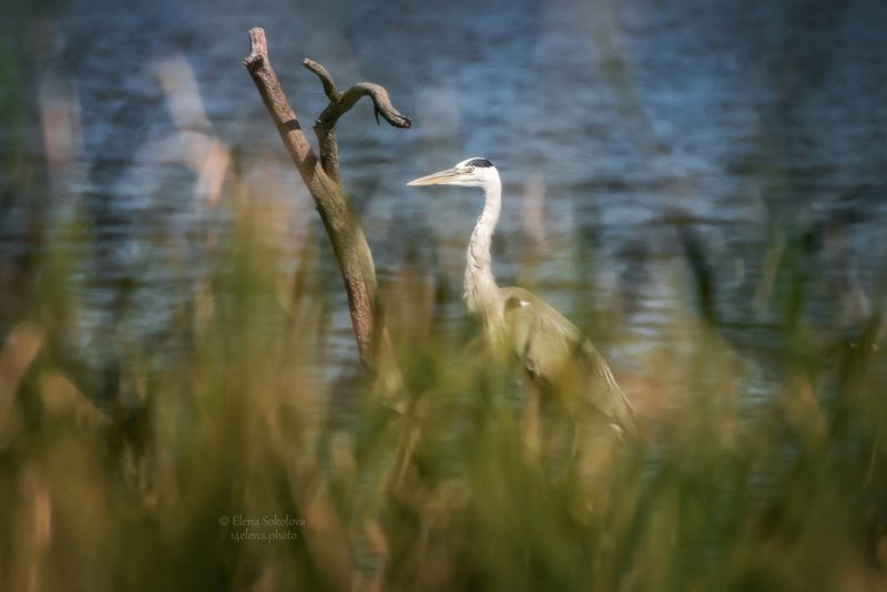цапля, птицы Цапля фото превью