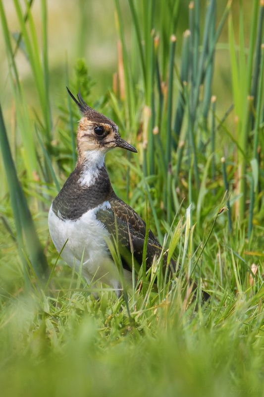 чибис, птицы, пернатые Чибисphoto preview