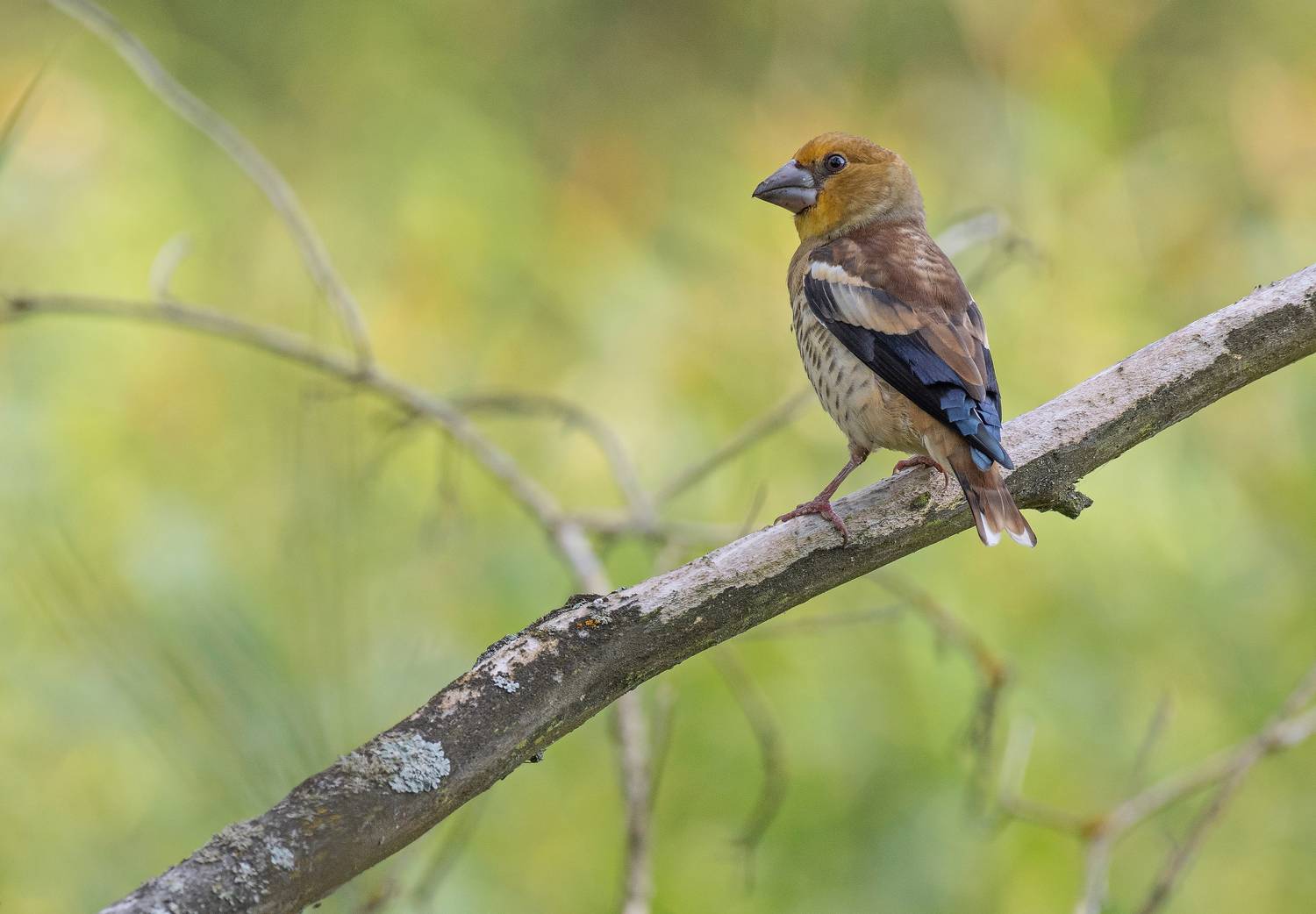 дубонос, птицы, весна, лето, фотоохота, природа, Сигушин Руслан