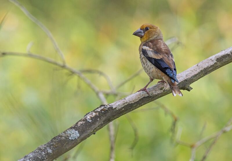 дубонос, птицы, весна, лето, фотоохота, природа Дубоносphoto preview