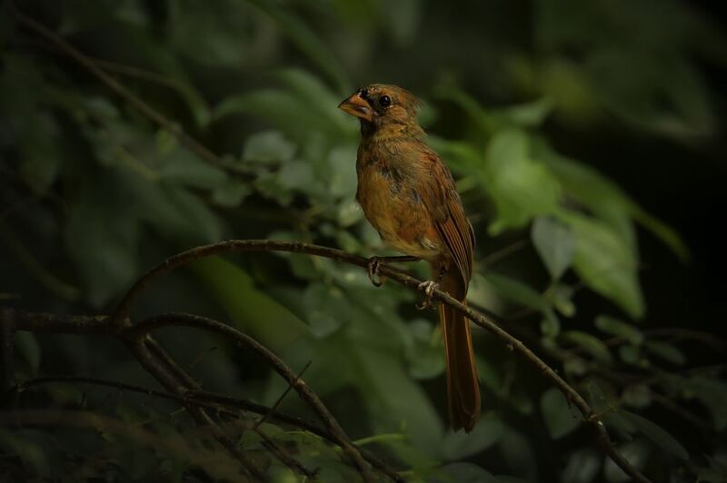 Кардиналphoto preview