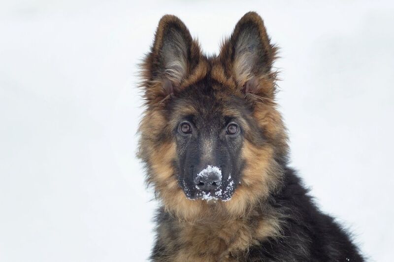 немецкая, овчарка. классический портрет.photo preview