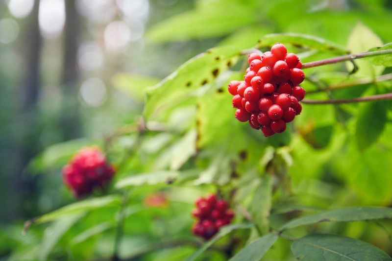 Лесная зарисовкаphoto preview