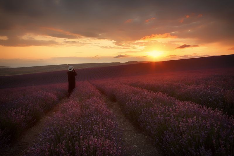 крым, лето, цветы, лаванда. Лавандовое утро. фото превью
