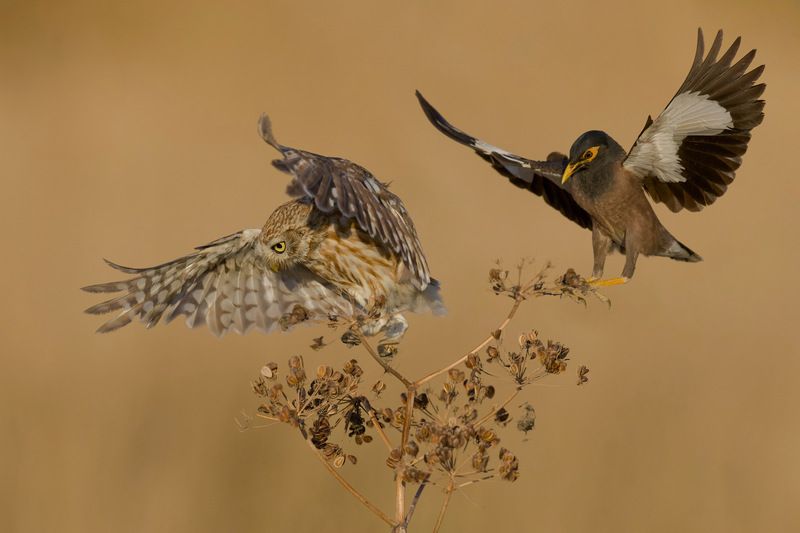 The battle  фото превью